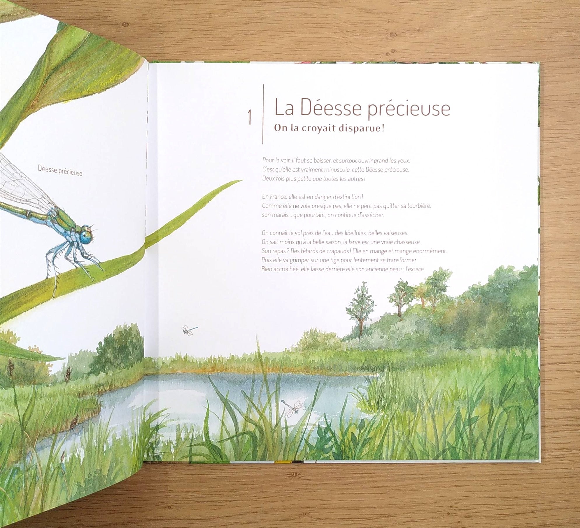Les insectes : 21 petites histoires naturelles - Enfants dès 5 ans Livres OLF