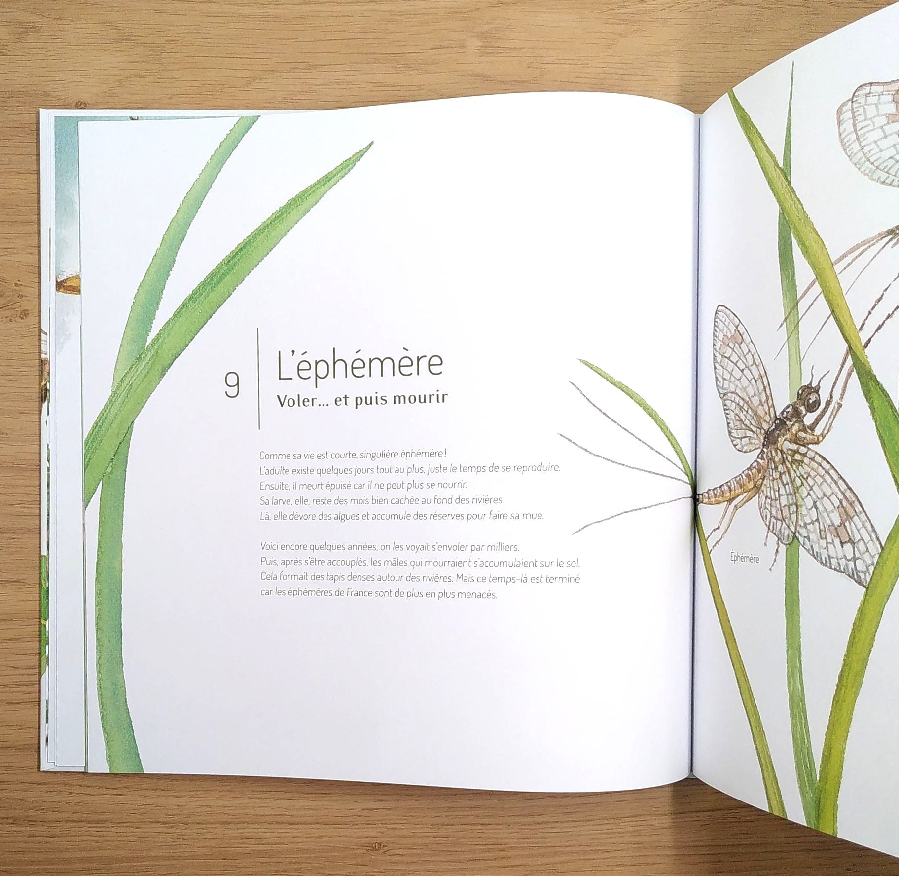 Les insectes : 21 petites histoires naturelles - Enfants dès 5 ans Livres OLF