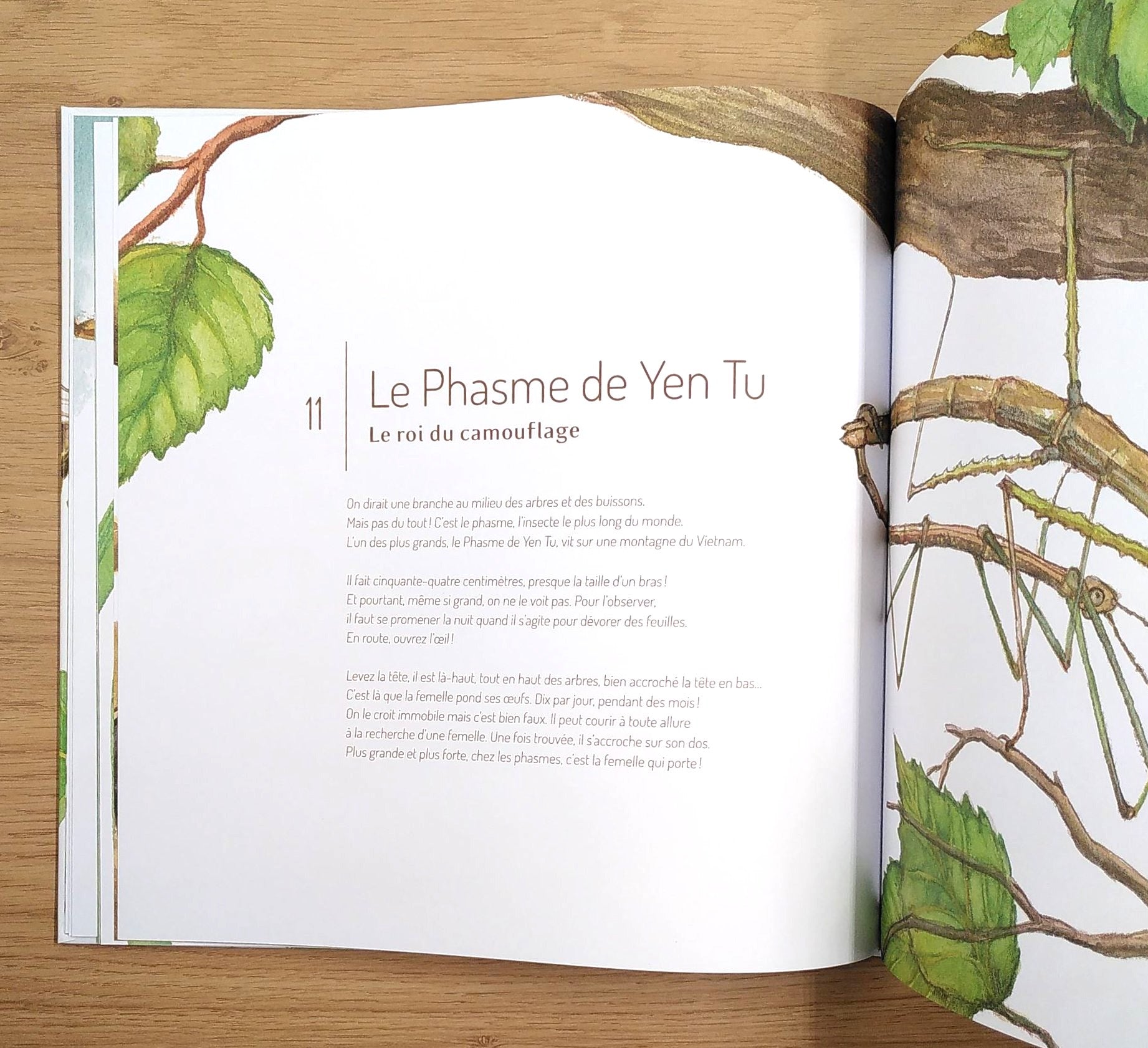 Les insectes : 21 petites histoires naturelles - Enfants dès 5 ans Livres OLF