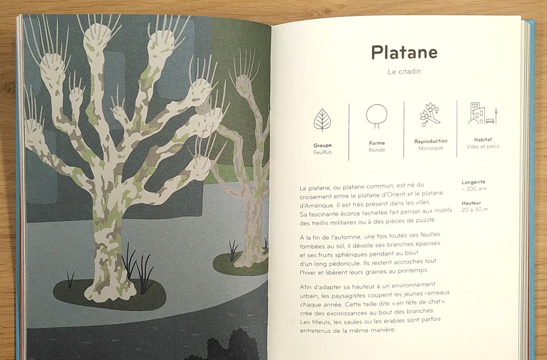 Arborama - Découvre et observe le monde merveilleux des arbres Livres OLF