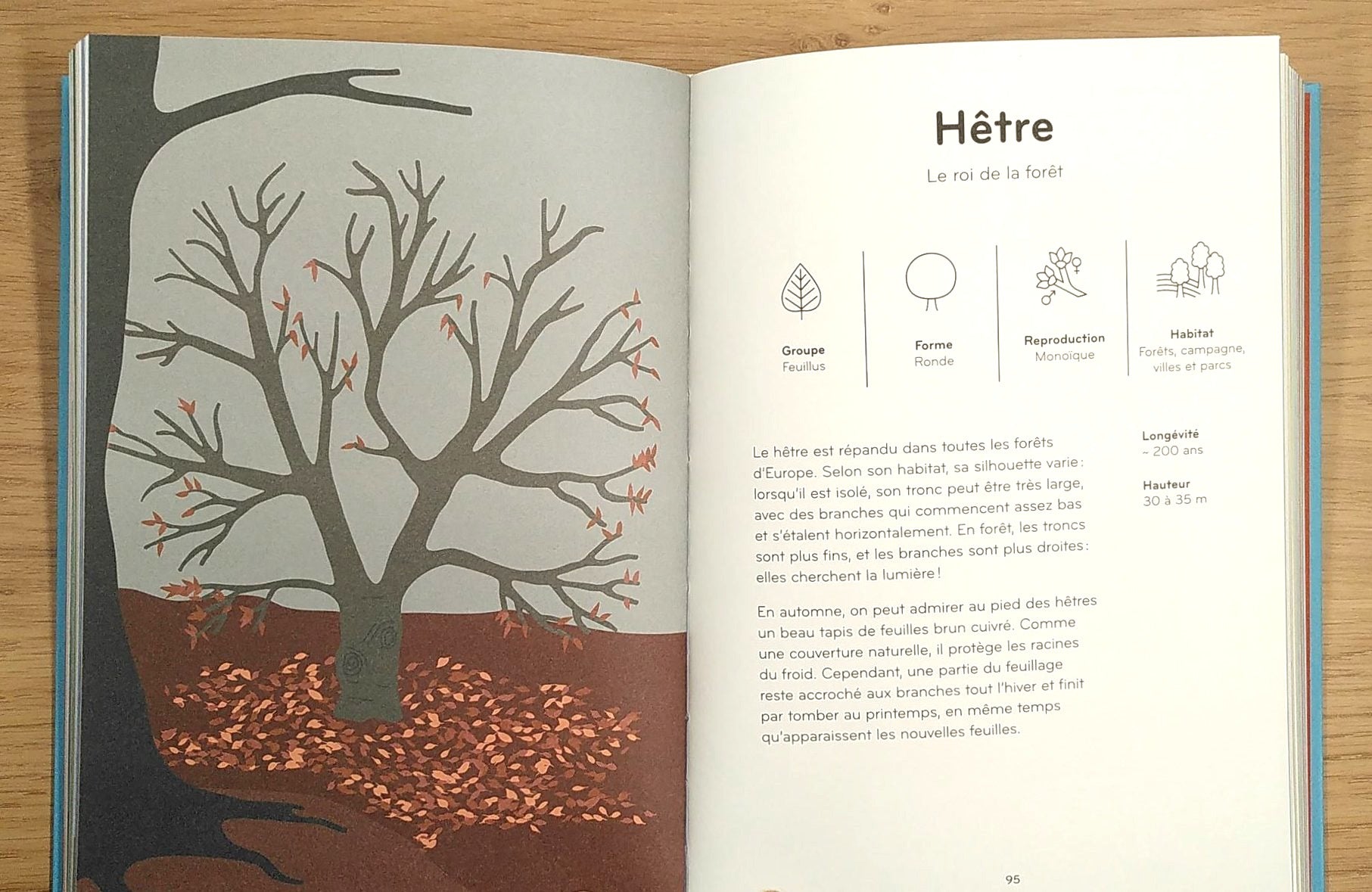 Arborama - Découvre et observe le monde merveilleux des arbres Livres OLF