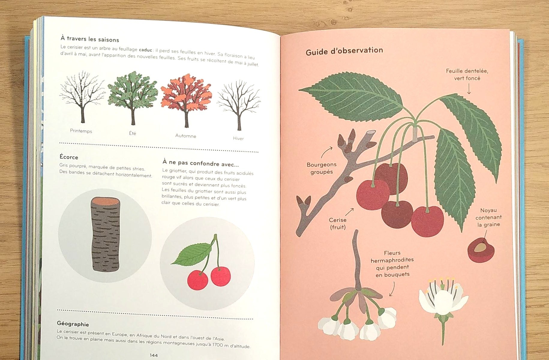 Arborama - Découvre et observe le monde merveilleux des arbres Livres OLF