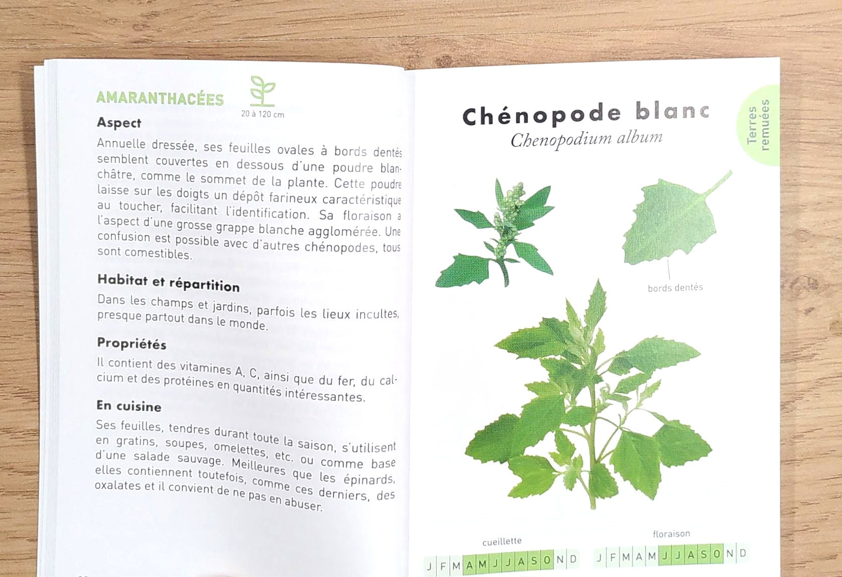 Le petit guide des plantes sauvages comestibles Livres OLF