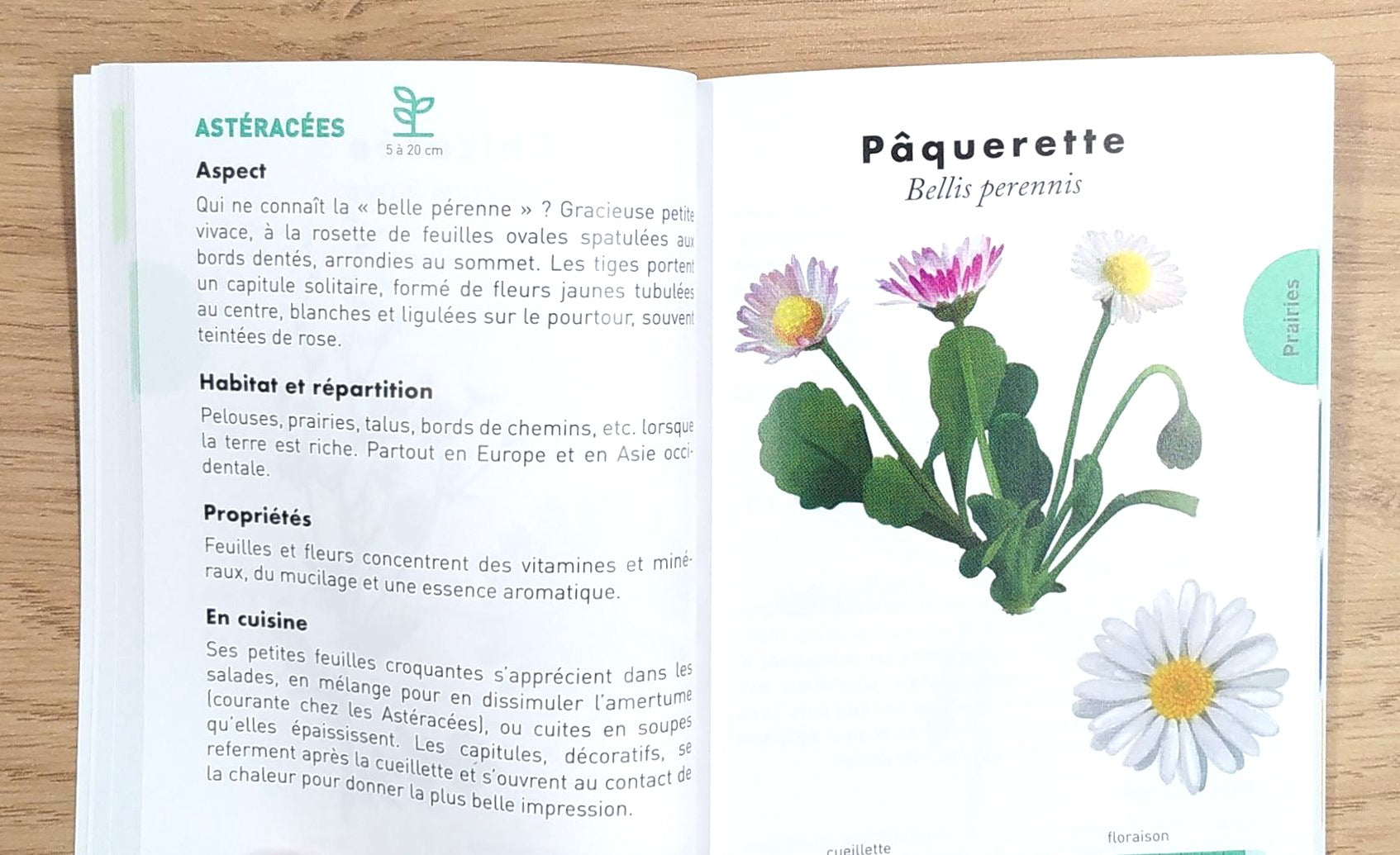 Le petit guide des plantes sauvages comestibles Livres OLF