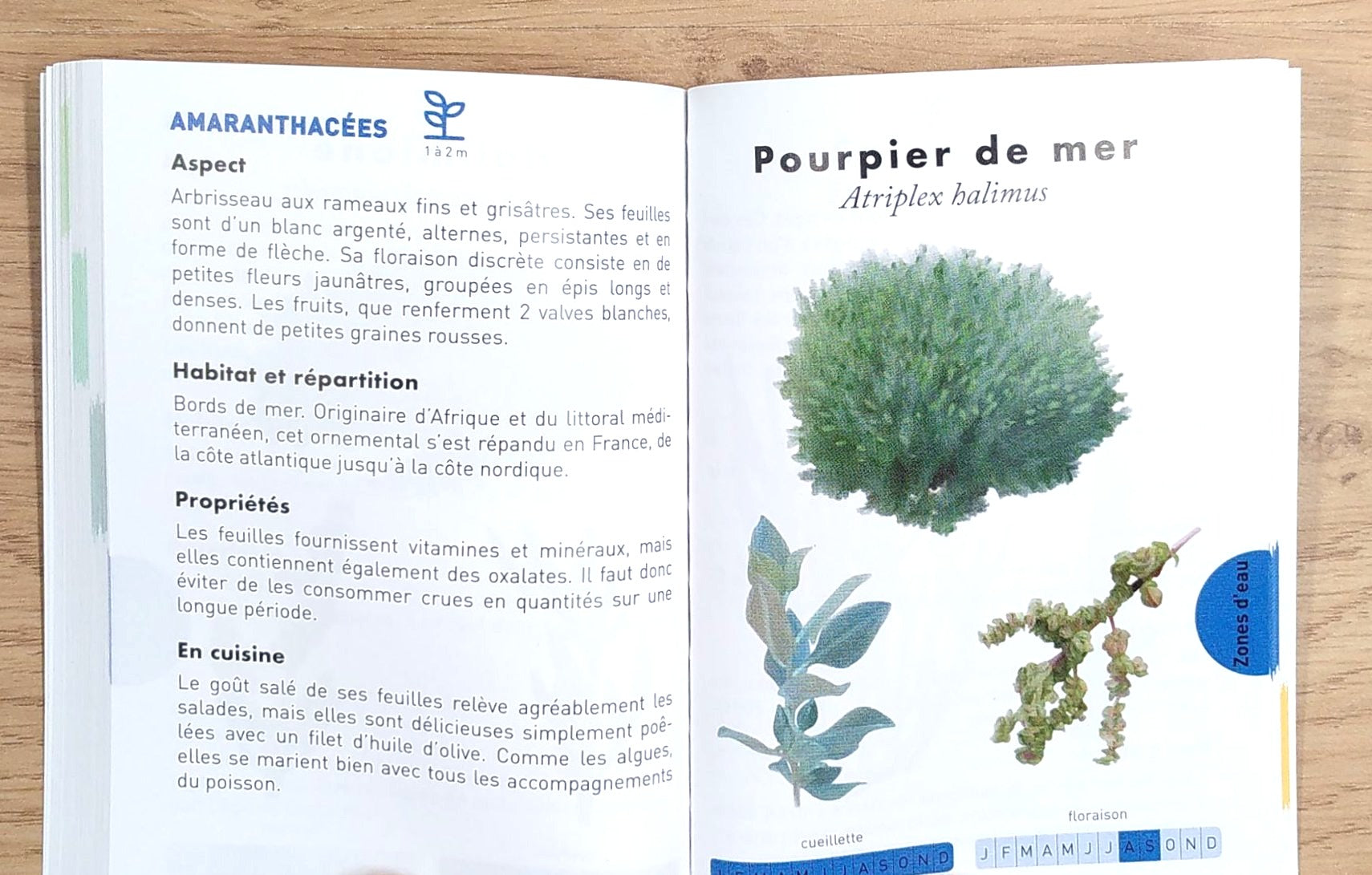Le petit guide des plantes sauvages comestibles Livres OLF