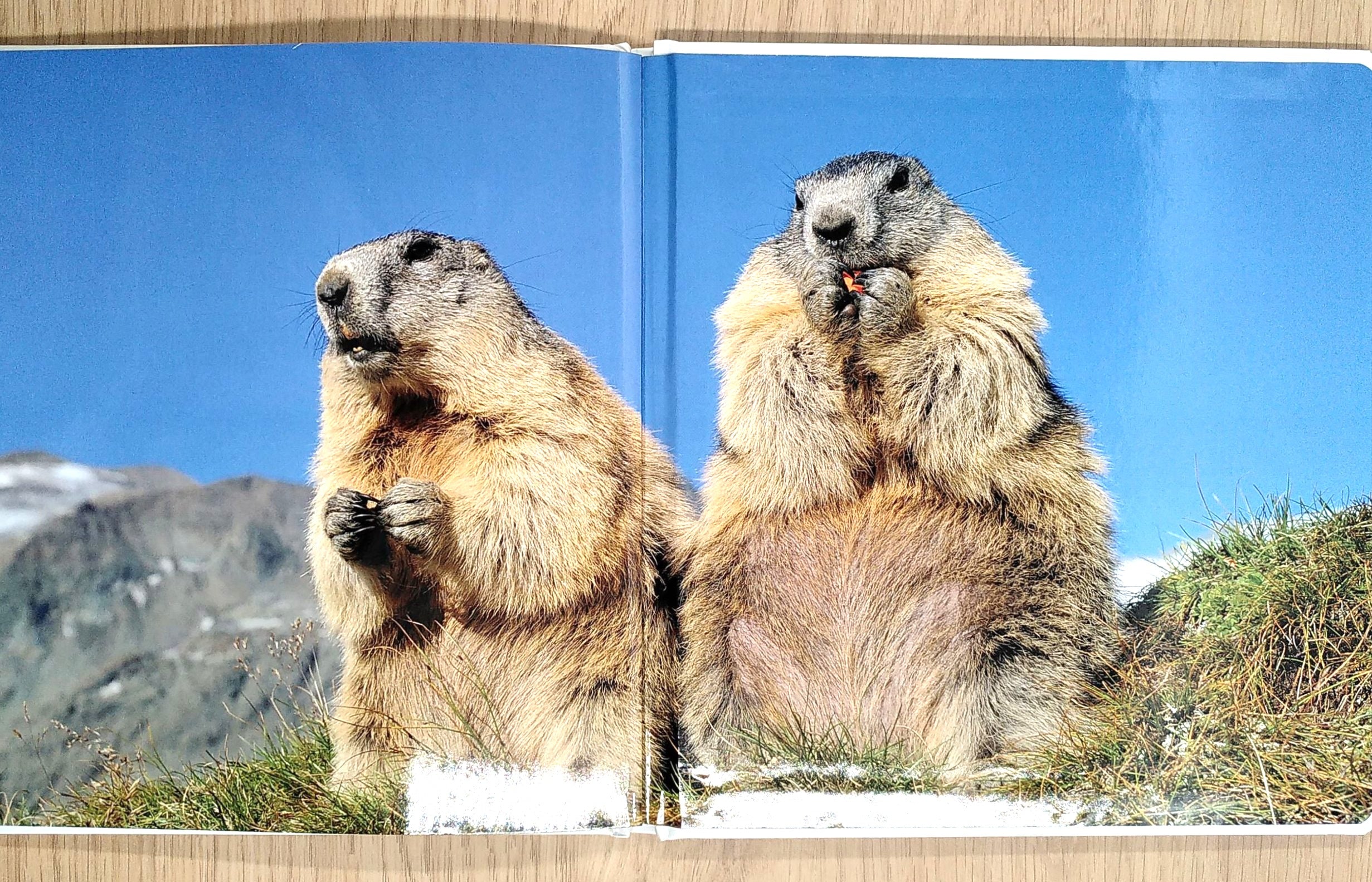 Animaux de Suisse - Animalier dès 18 mois Livres OLF