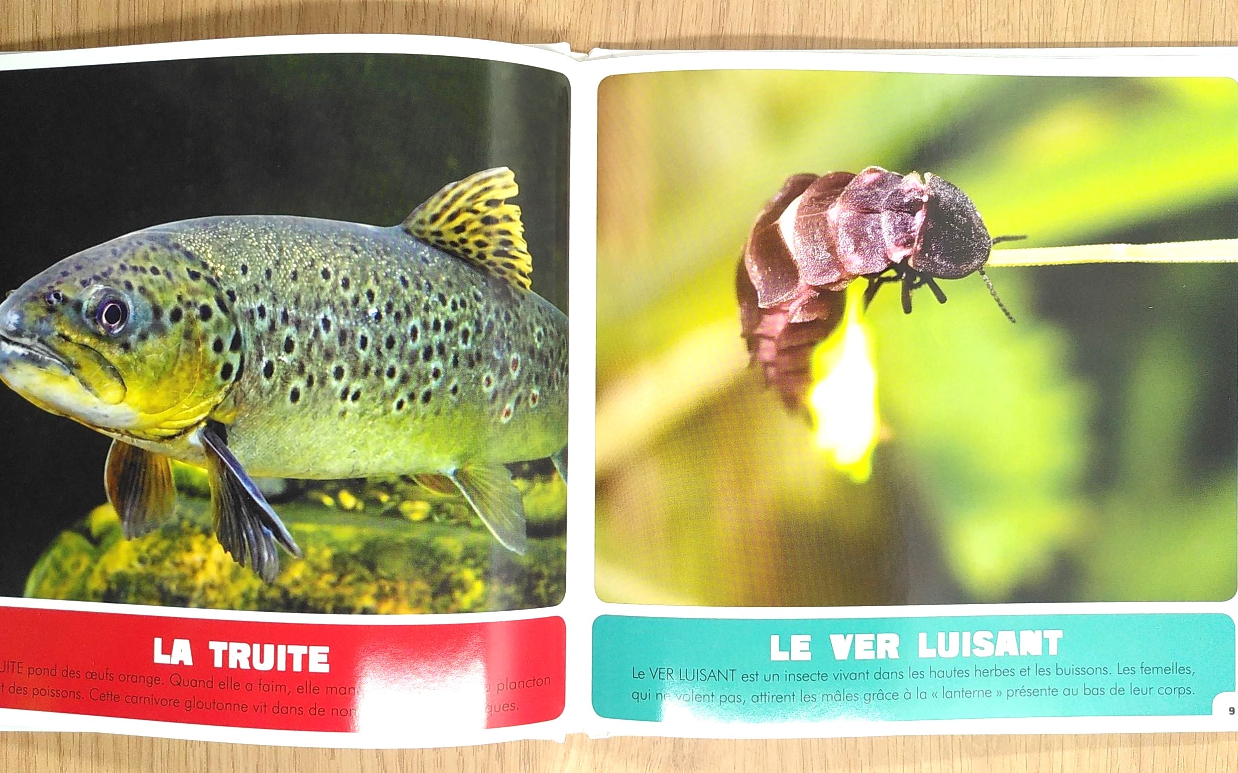 Animaux des lacs suisses Livres OLF