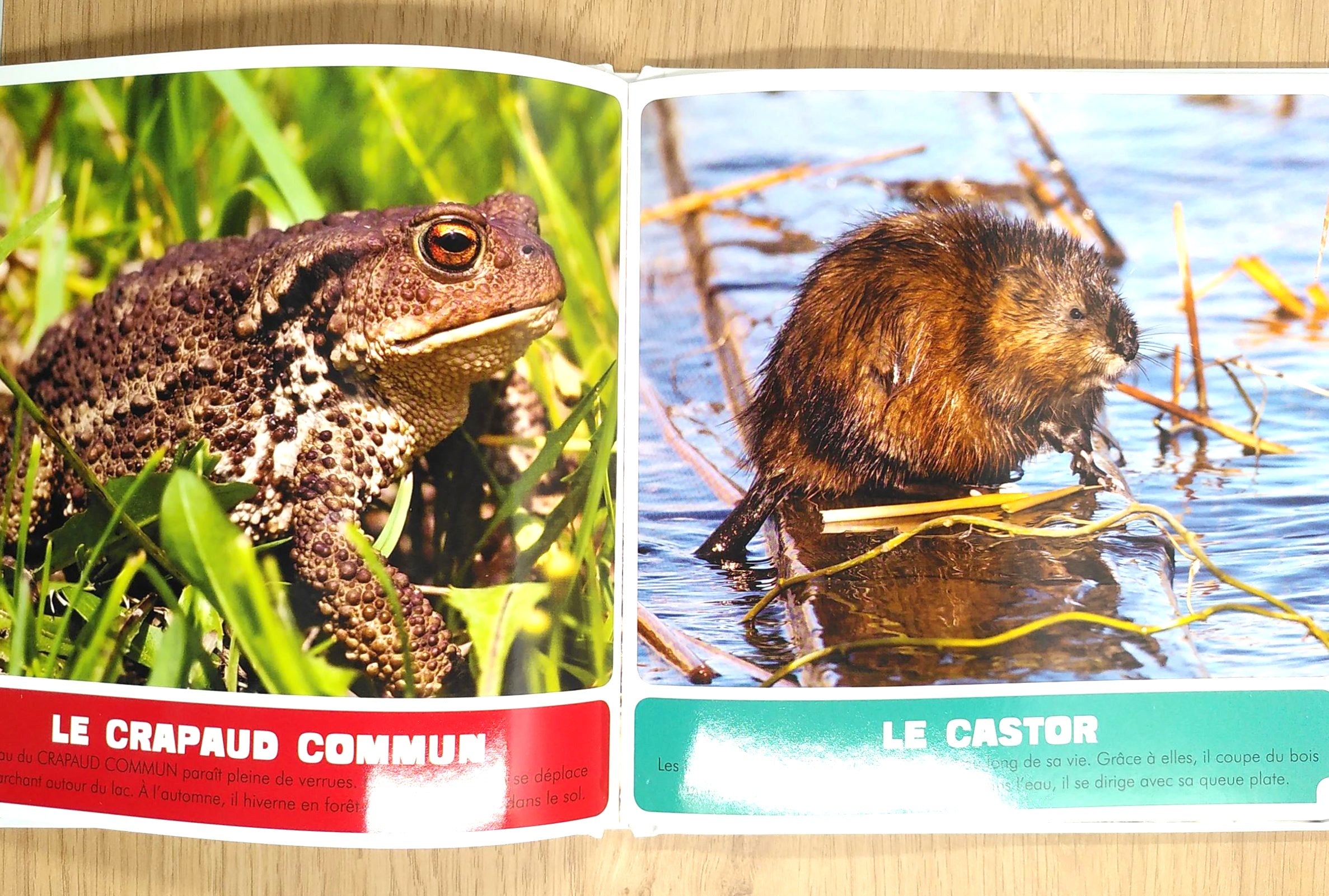 Animaux des lacs suisses Livres OLF