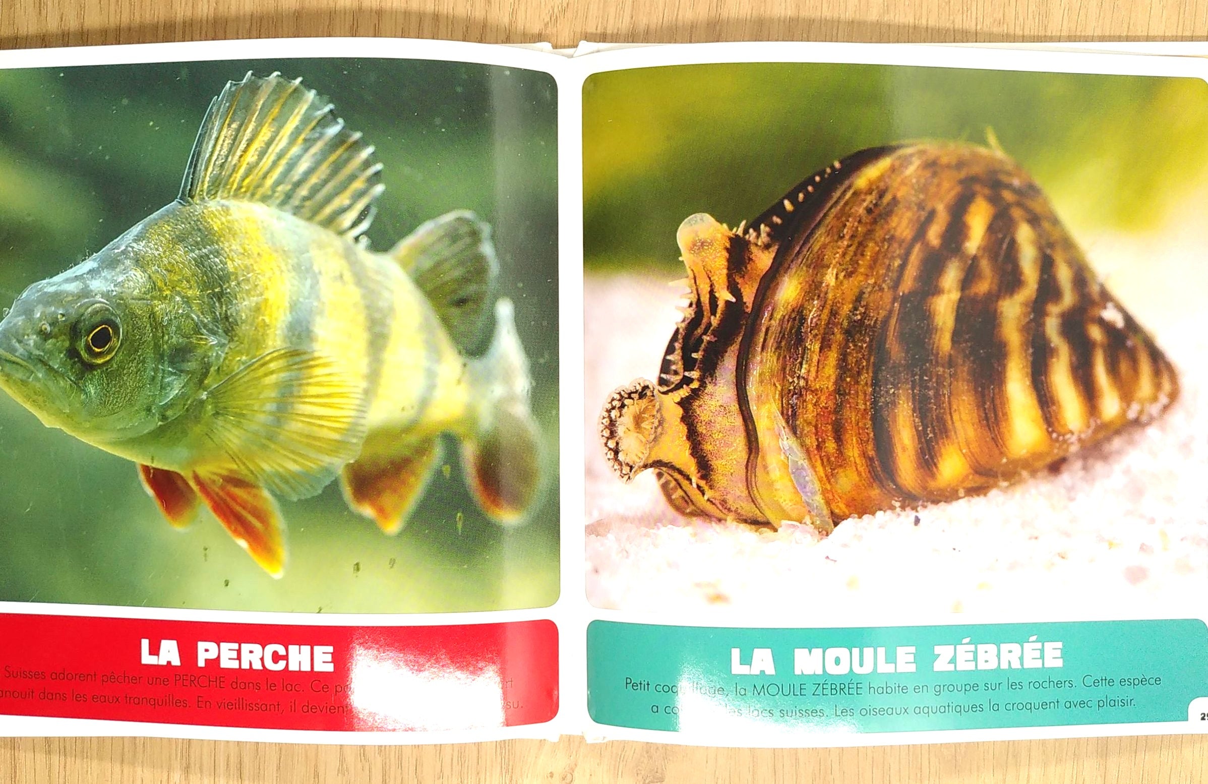 Animaux des lacs suisses Livres OLF