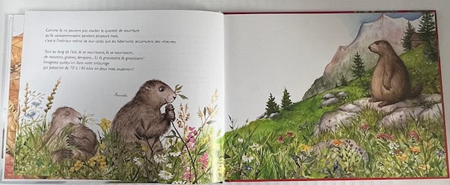 Comme des marmottes / l'hibernation Livres OLF