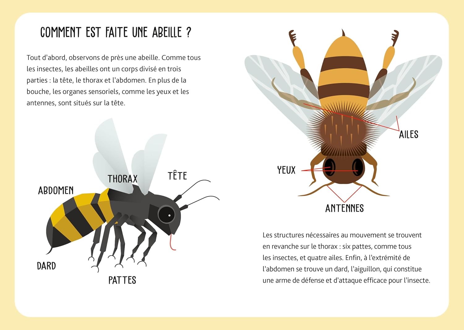 Abeilles - Mallette de jeux Jeux & loisirs créatifs OLF