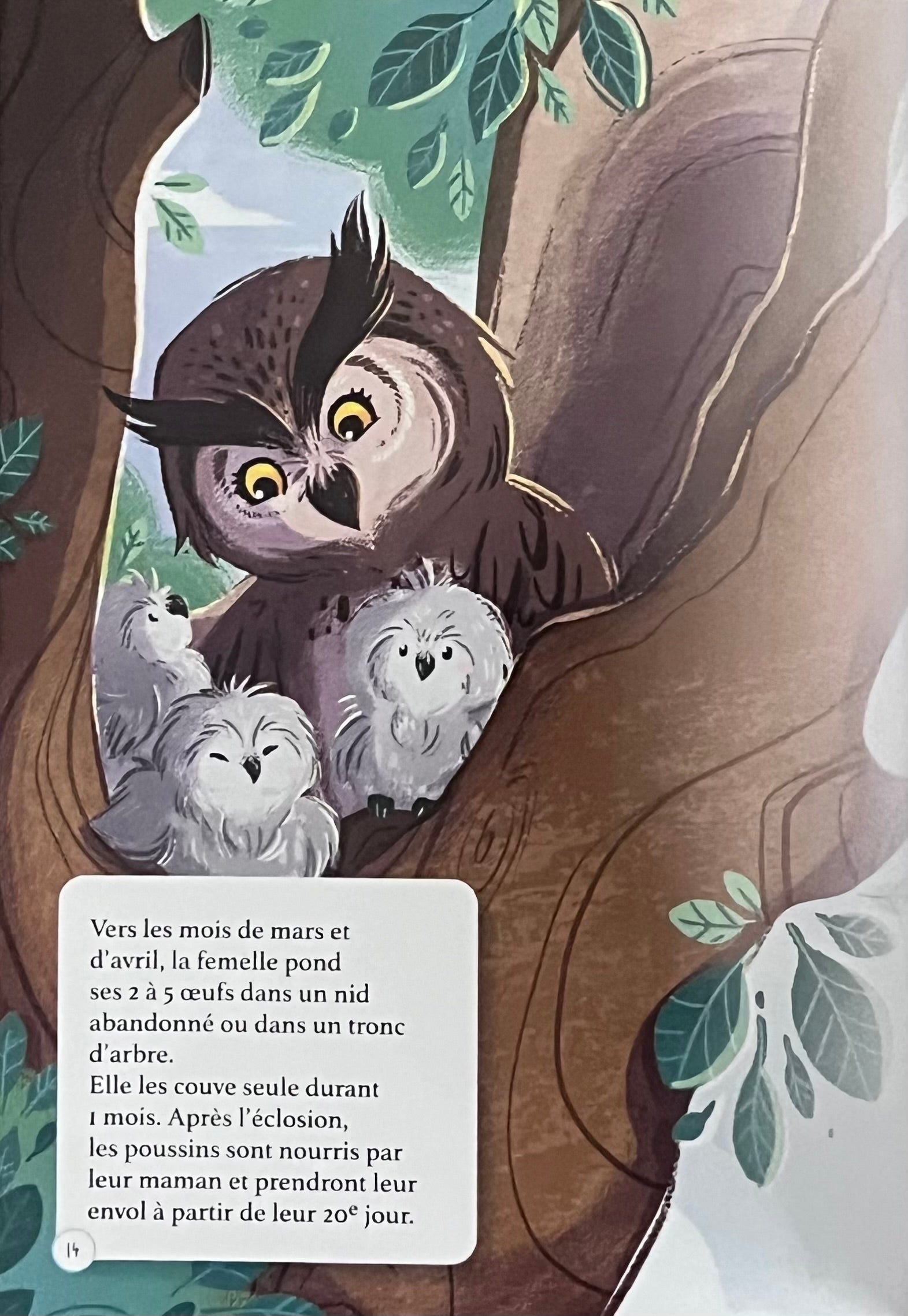 les animaux de la forêt  - Mini Encyclopédie Livres La Family Shop