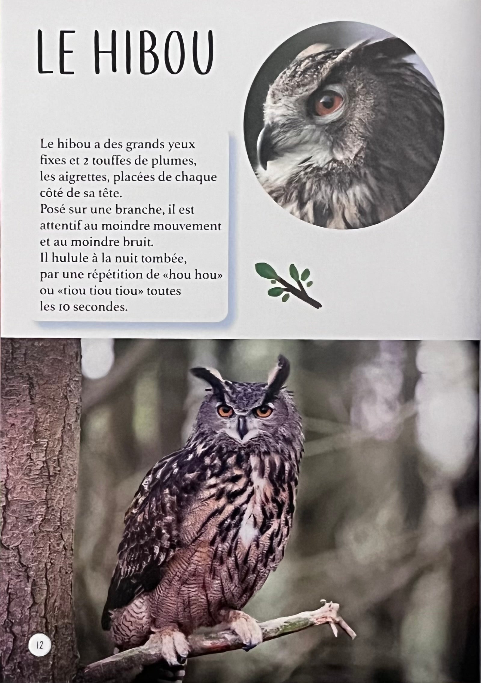 les animaux de la forêt  - Mini Encyclopédie Livres La Family Shop