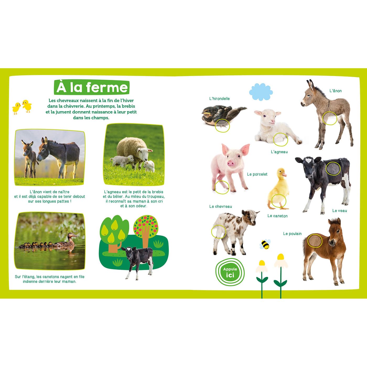 Mon imagier sonore - bébés animaux Livres OLF