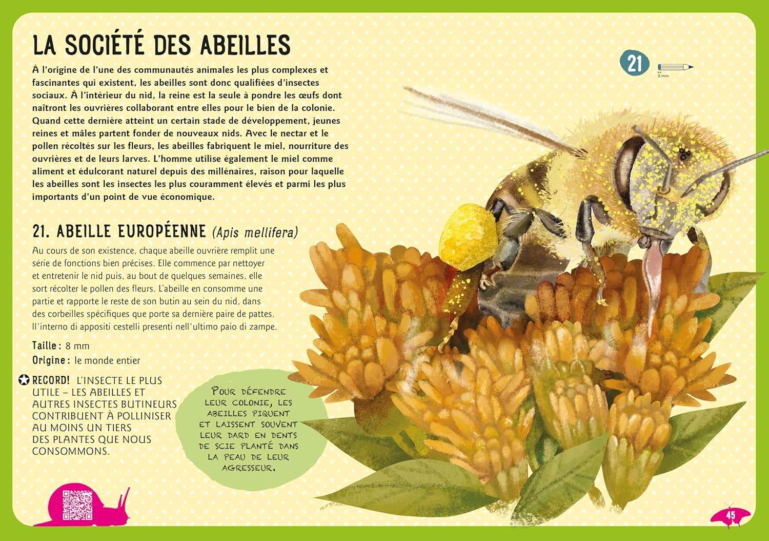 Guide des insectes du monde et autres invertébrés Livres OLF