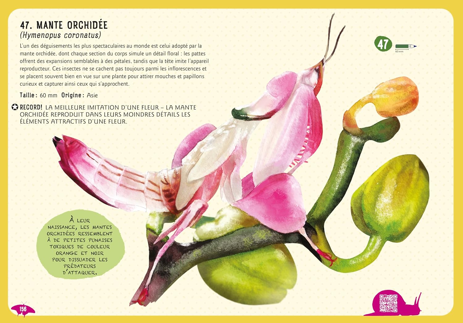 Guide des insectes du monde et autres invertébrés Livres OLF