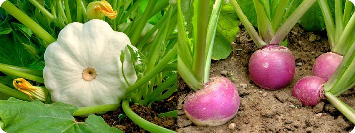 Potirons et cornichons de Nicolette Humbert Livres OLF