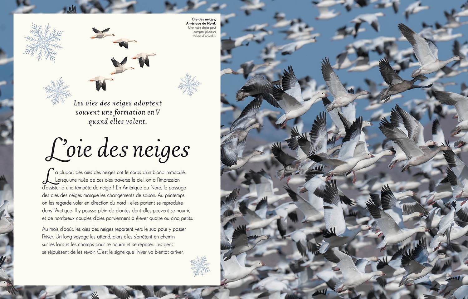 L'Anthologie illustrée des oiseaux merveilleux - grand format Livres OLF