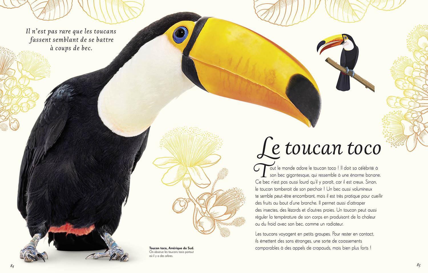 L'Anthologie illustrée des oiseaux merveilleux - grand format Livres OLF