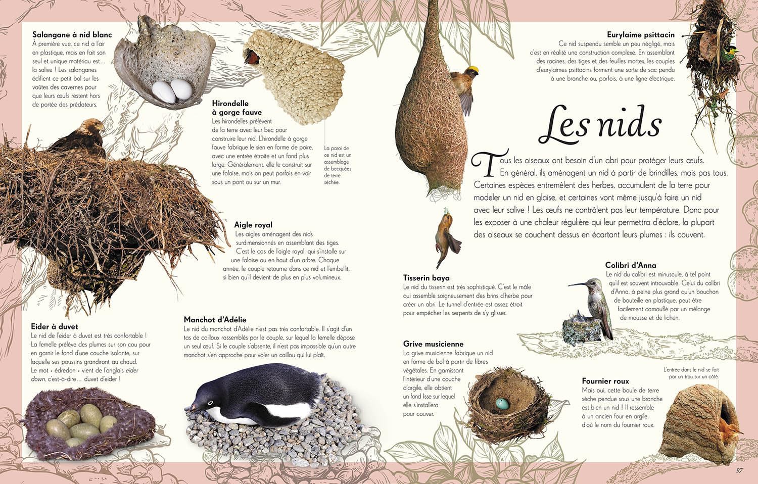 L'Anthologie illustrée des oiseaux merveilleux - grand format Livres OLF
