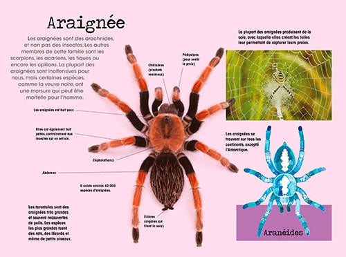 Construis en 3D - Insectes - âge minimum 3 ans Jeux & loisirs créatifs La family shop