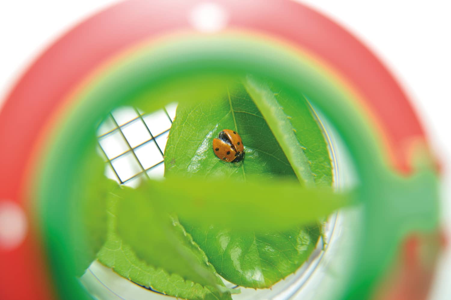 Boite-loupe pour observer les insectes Jeux & loisirs créatifs Opitec 105571