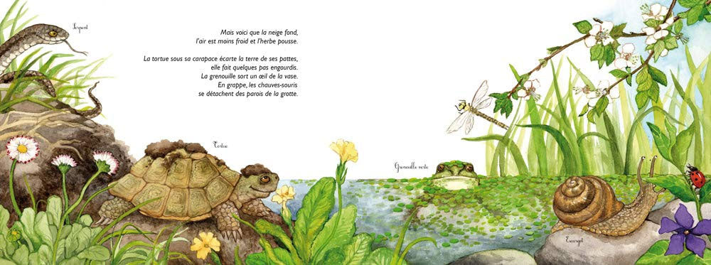 Comme des marmottes / l'hibernation Livres OLF