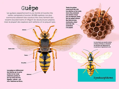 Construis en 3D - Insectes - âge minimum 3 ans Jeux & loisirs créatifs La family shop