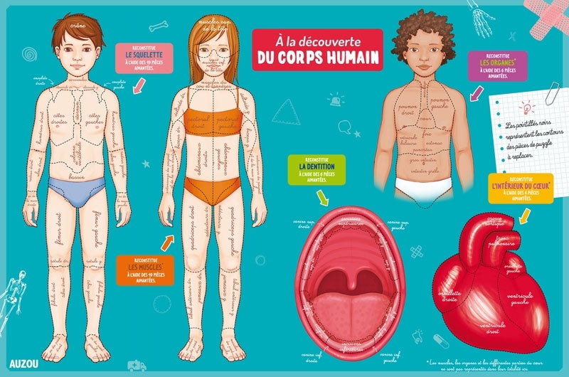 Coffret : A la découverte du corps humain - Dès 6 ans Jeux & loisirs créatifs olf