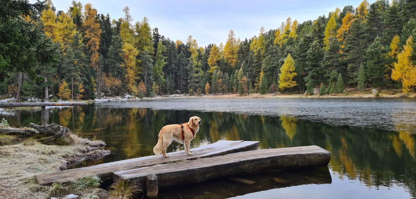 Randos chien Suisse. Livres Helvetiq