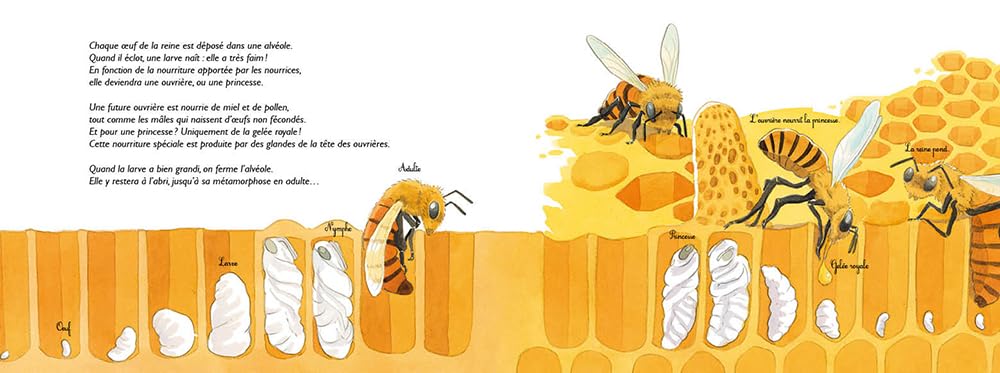 Au royaume des abeilles Livres OLF
