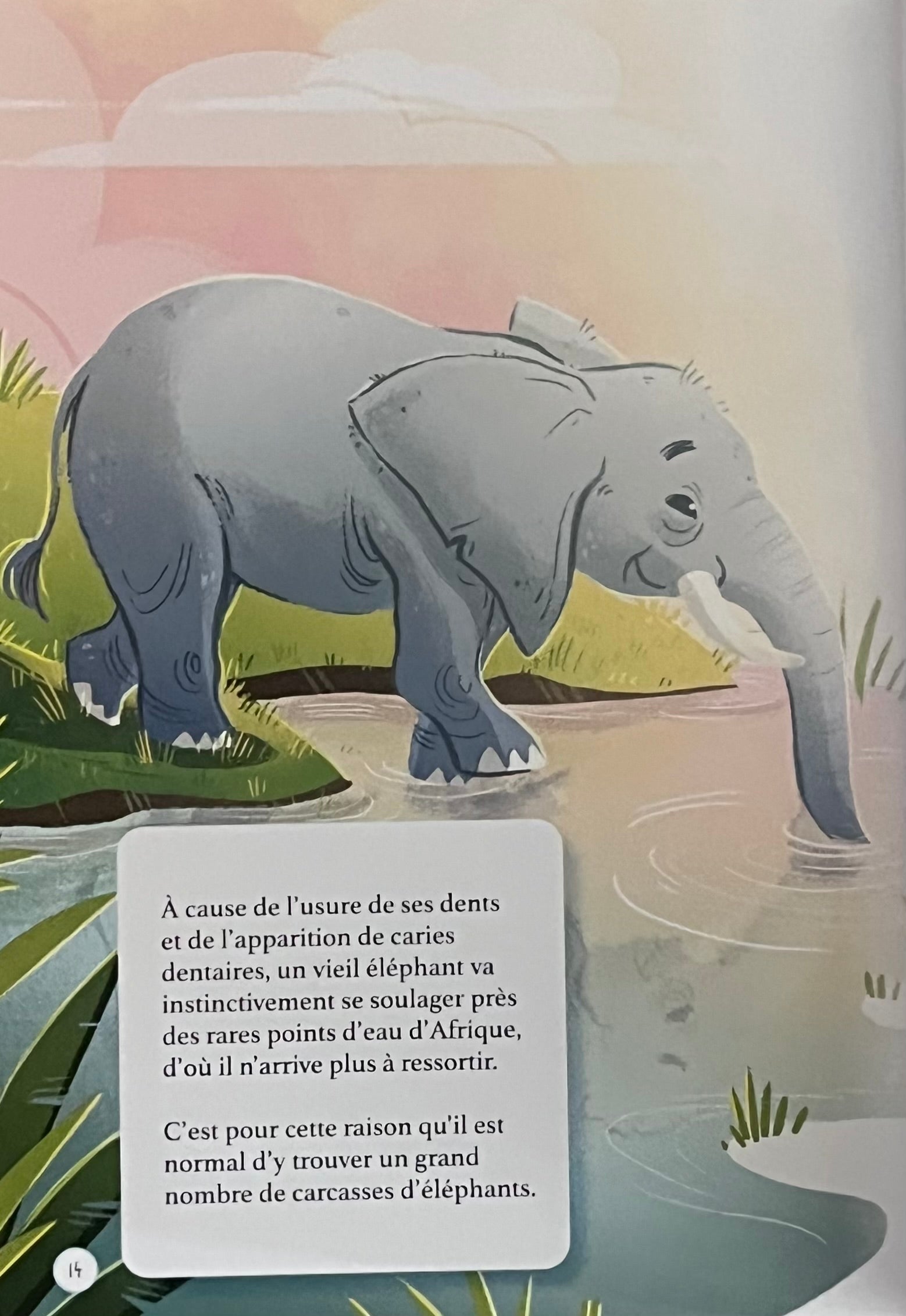 Les animaux de la savane - Mini Encyclopédie Livres La Family Shop   