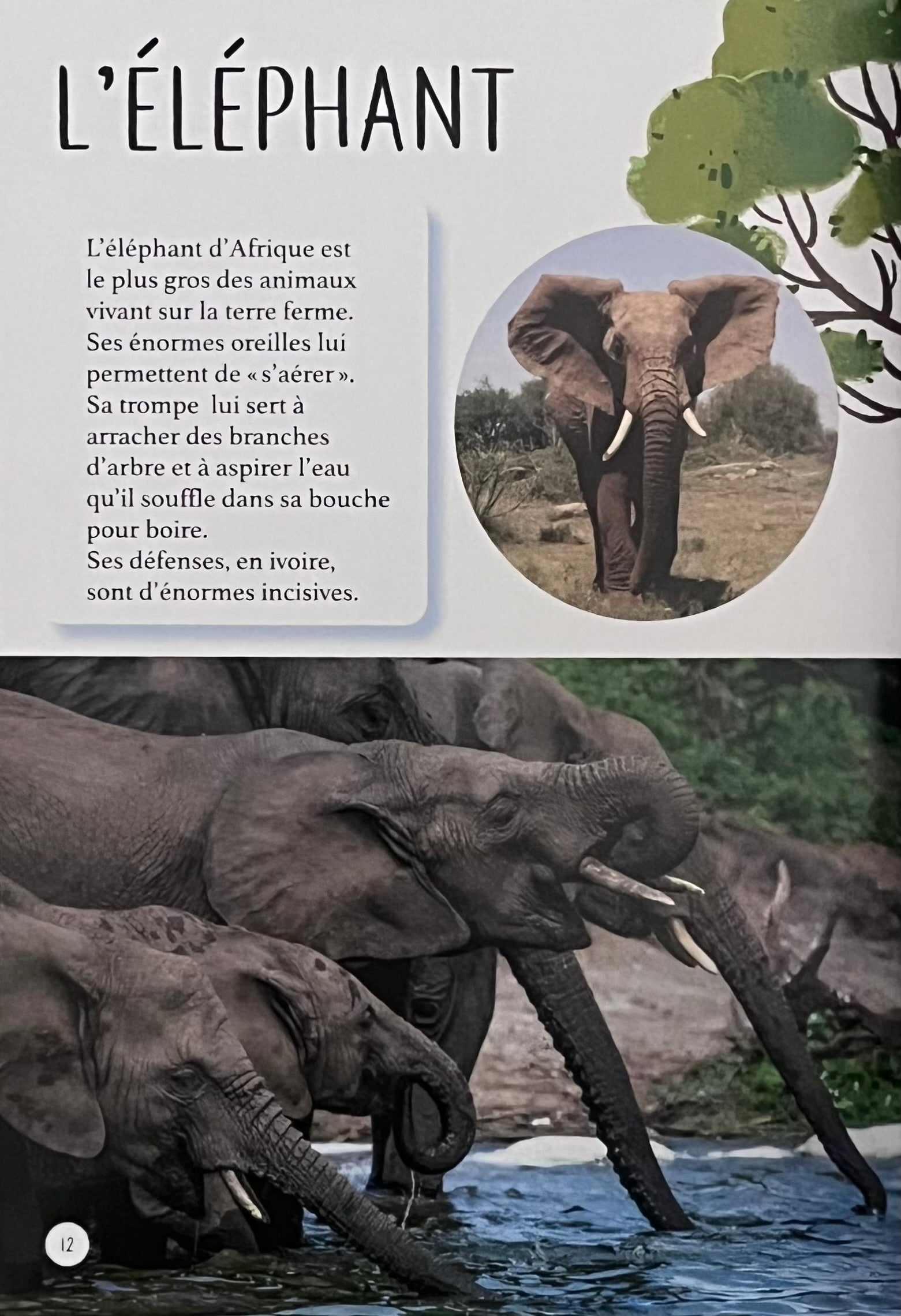 Les animaux de la savane - Mini Encyclopédie Livres La Family Shop   