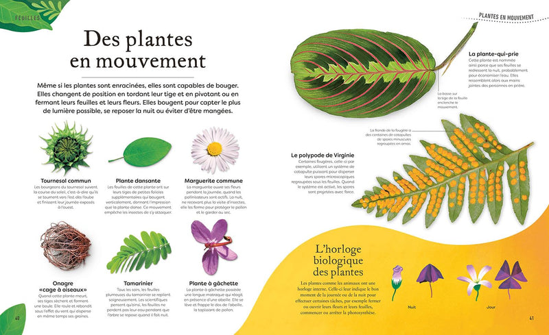 L'anthologie insolite des plantes - grand format Livres OLF   