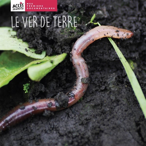 Le ver de terre