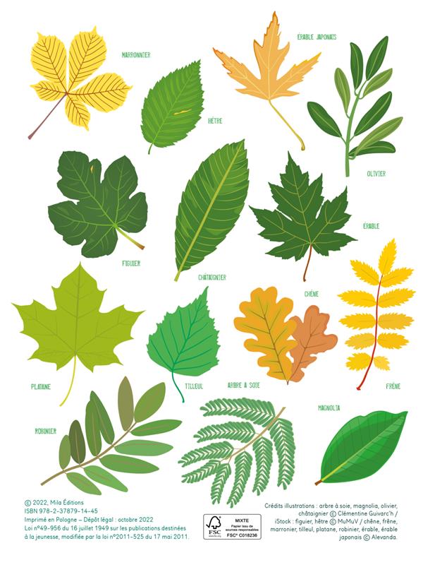 Je colorie les feuilles des arbres - Cahier de coloriage dès 3 ans Cahiers de jeux OLF   
