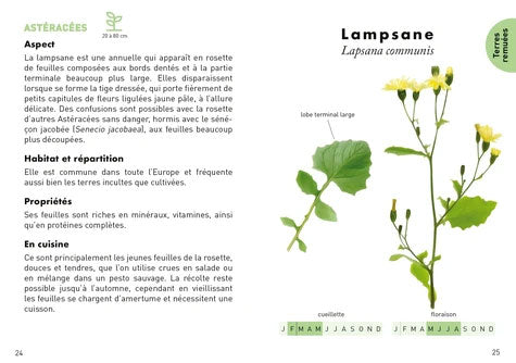 Le petit guide des plantes sauvages comestibles Livres OLF   