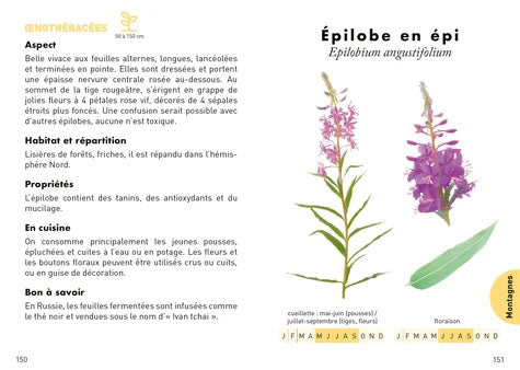 Le petit guide des plantes sauvages comestibles Livres OLF   